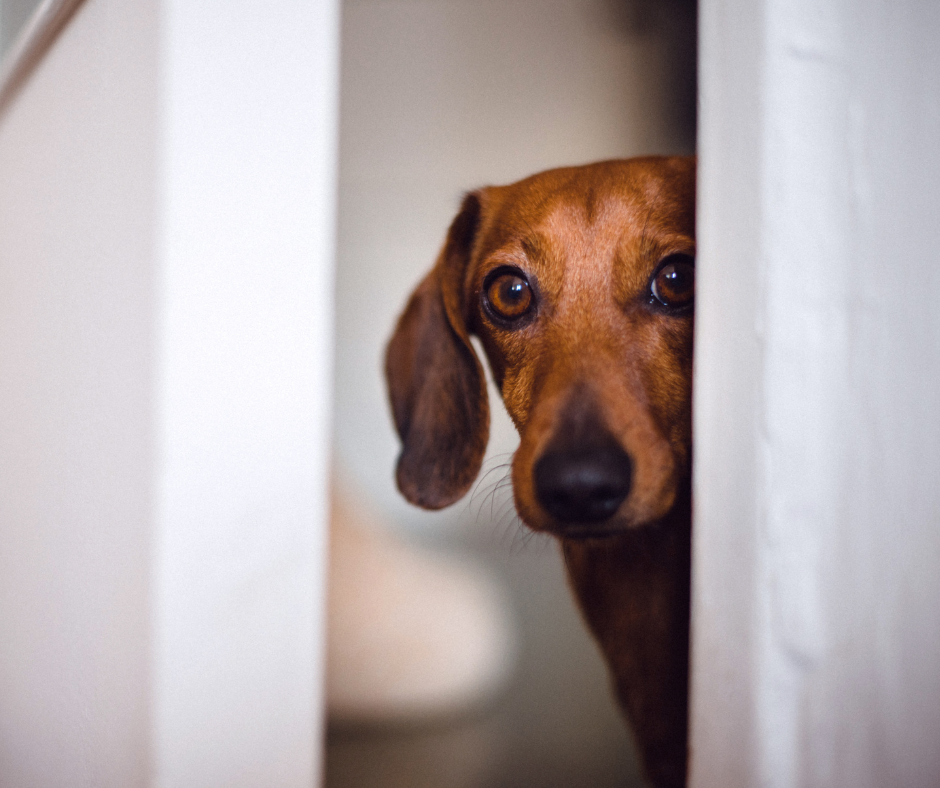 brown dachshund looking around a door at the camera