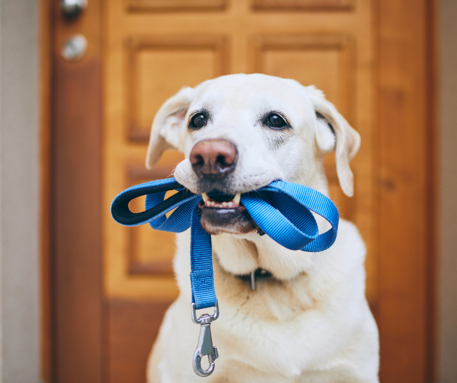 a white labrador seated by a wooden front door with a blue leash in their mouth