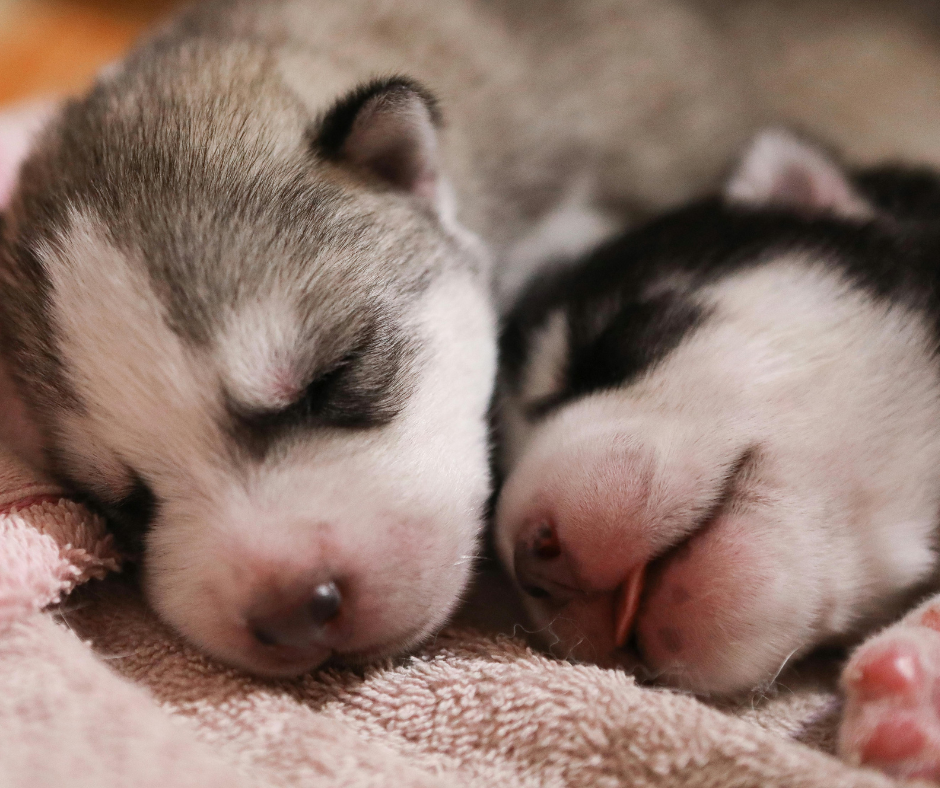Tired puppies