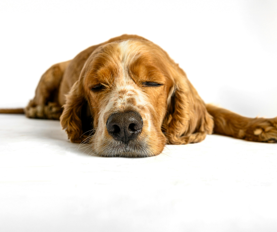 sleepy golden spaniel facing the camera